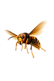 nid frelon guepes