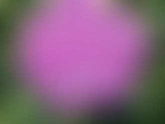 HIDRANGEA