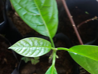 USO MEDICINA DEL AGUACATE