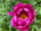 IMG_3363.jpeg