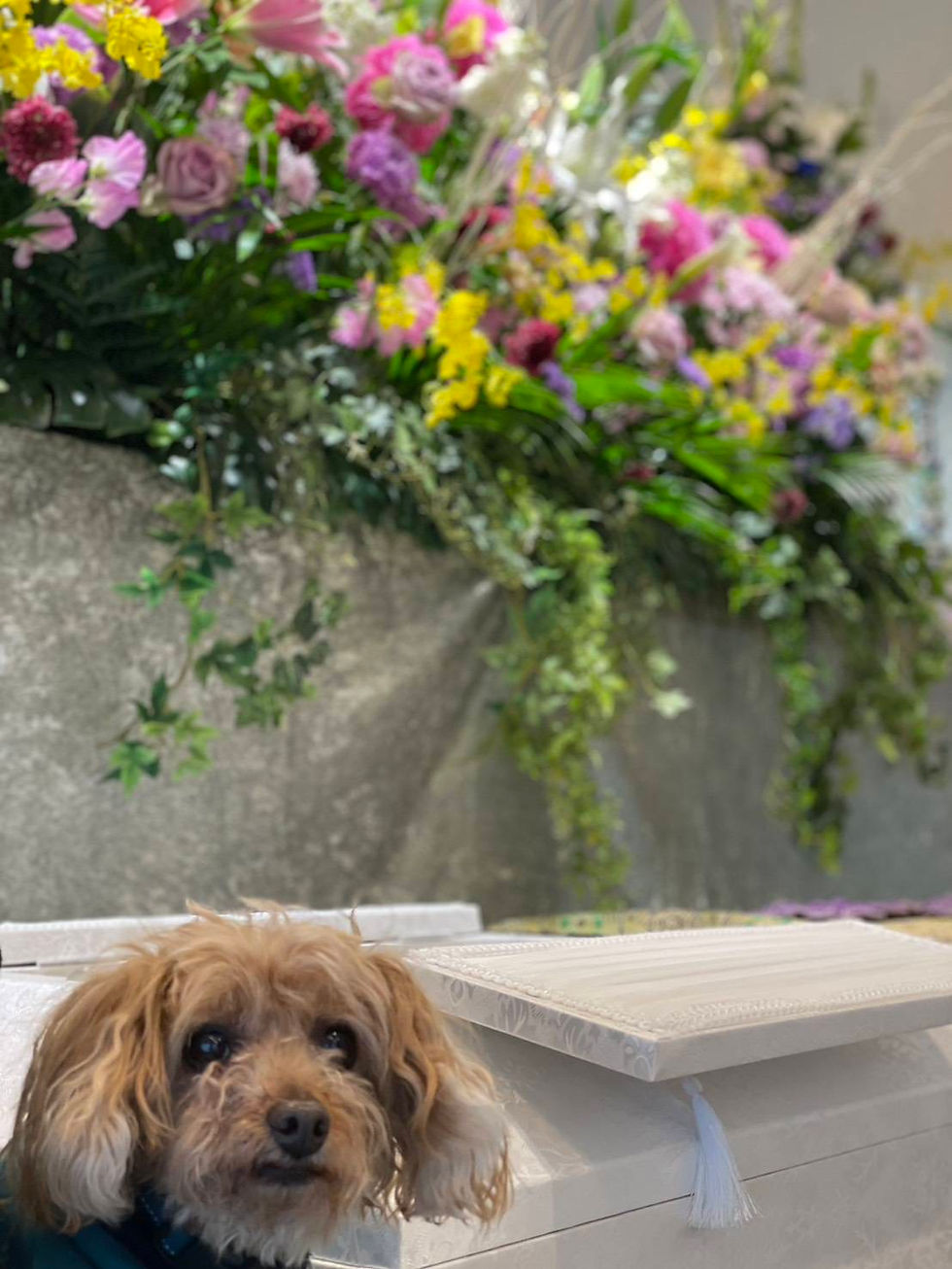 ペットも大切な家族