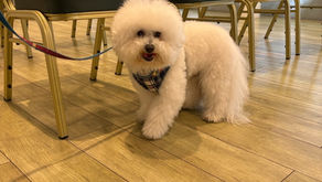 花＊花はペット同伴可でございます