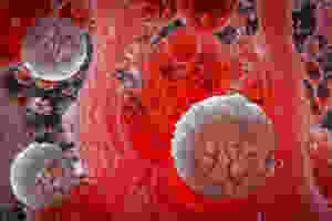 Red White Blood Cells