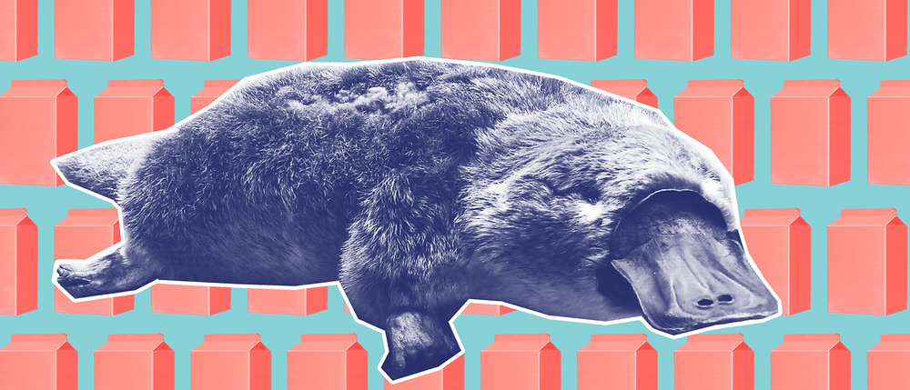 platypus-milk-1-1400x600