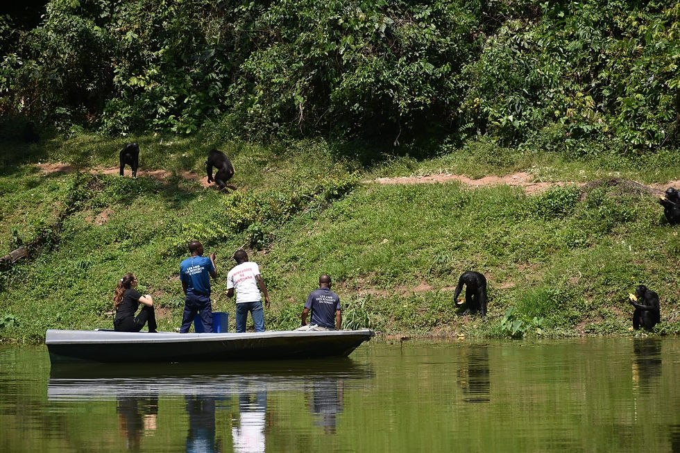 People on a boat at Lola ya Bonobo sanctuary observing bonobos eating on a grassy riverbank. The setting is lush and green, with reflections in the water.