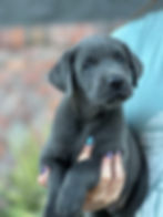 Pitter Patters 6 weeks -Darry