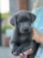 Pitter Patters 6 weeks - Gail