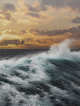 Harnessing the Power of the Sea: Exploring the Benefits of Organic Fertilizer from the Ocean.