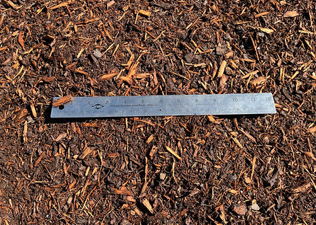 RedHemlock02.jpg
