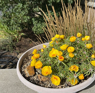 moss rose.jpg