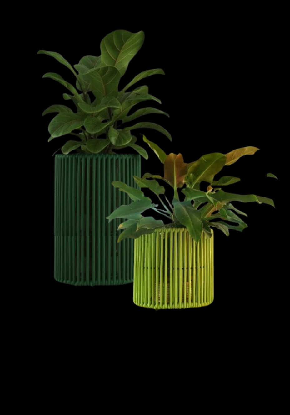 Thumbnail: Drumstick plant holders