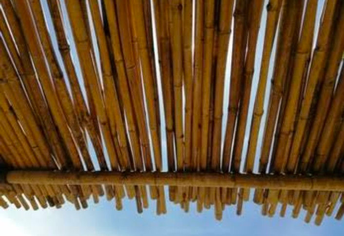 Thumbnail: Branch wood