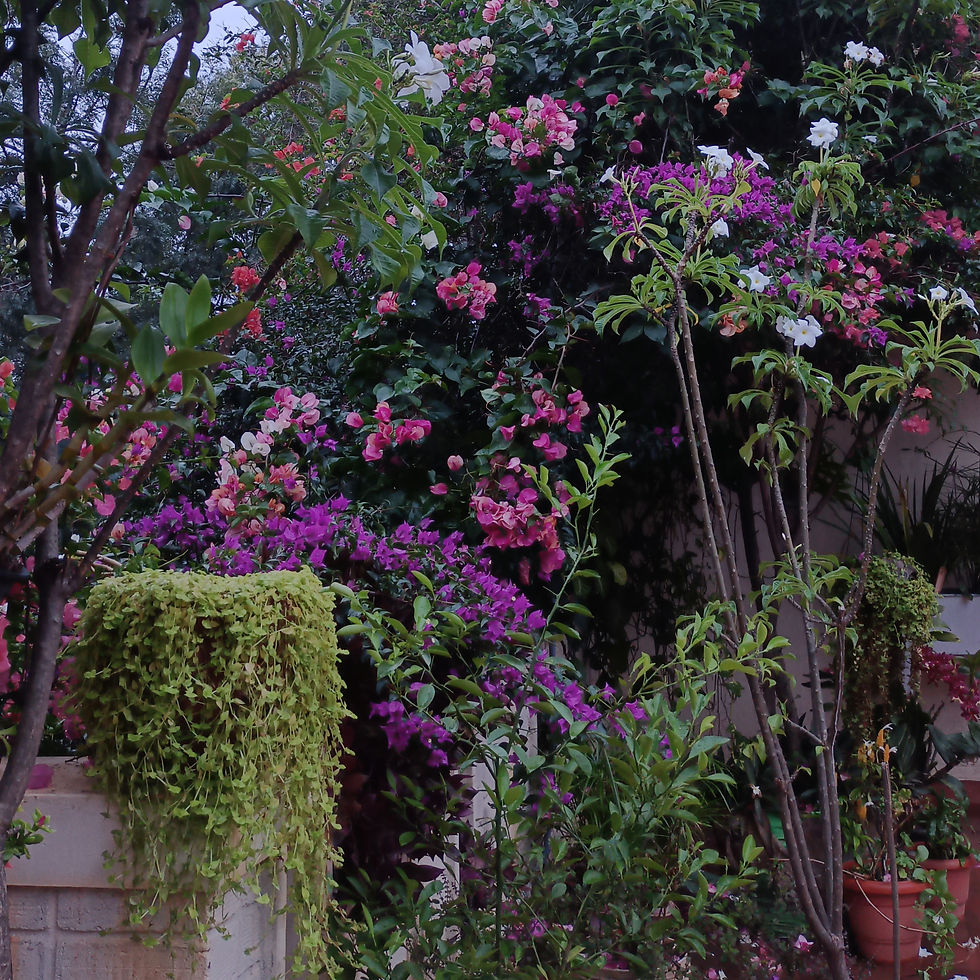 Thumbnail: Contract coastal garden 