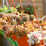 Succulents in Sun