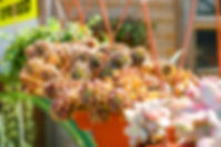 Succulents in Sun