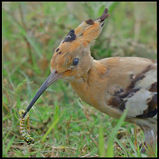 Hoopoe (1).jpg