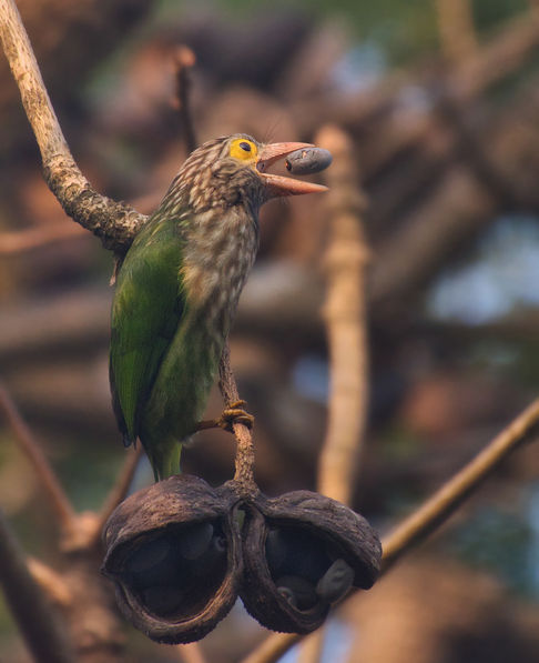 Brown-Headed Barbet Toss.jpg