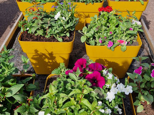 Patio pots