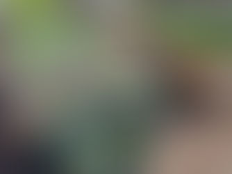 Summer plants and vegetables are now on sale.