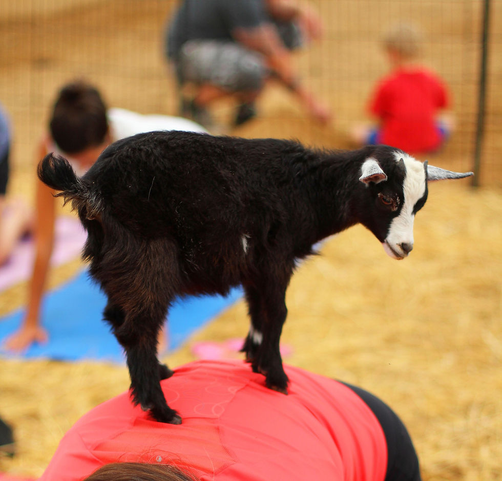 Yoga with Goats