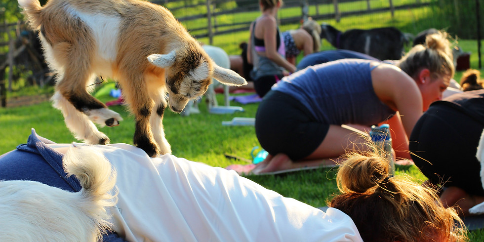 Yoga with Goats on May 9, 2020 at 1:00pm