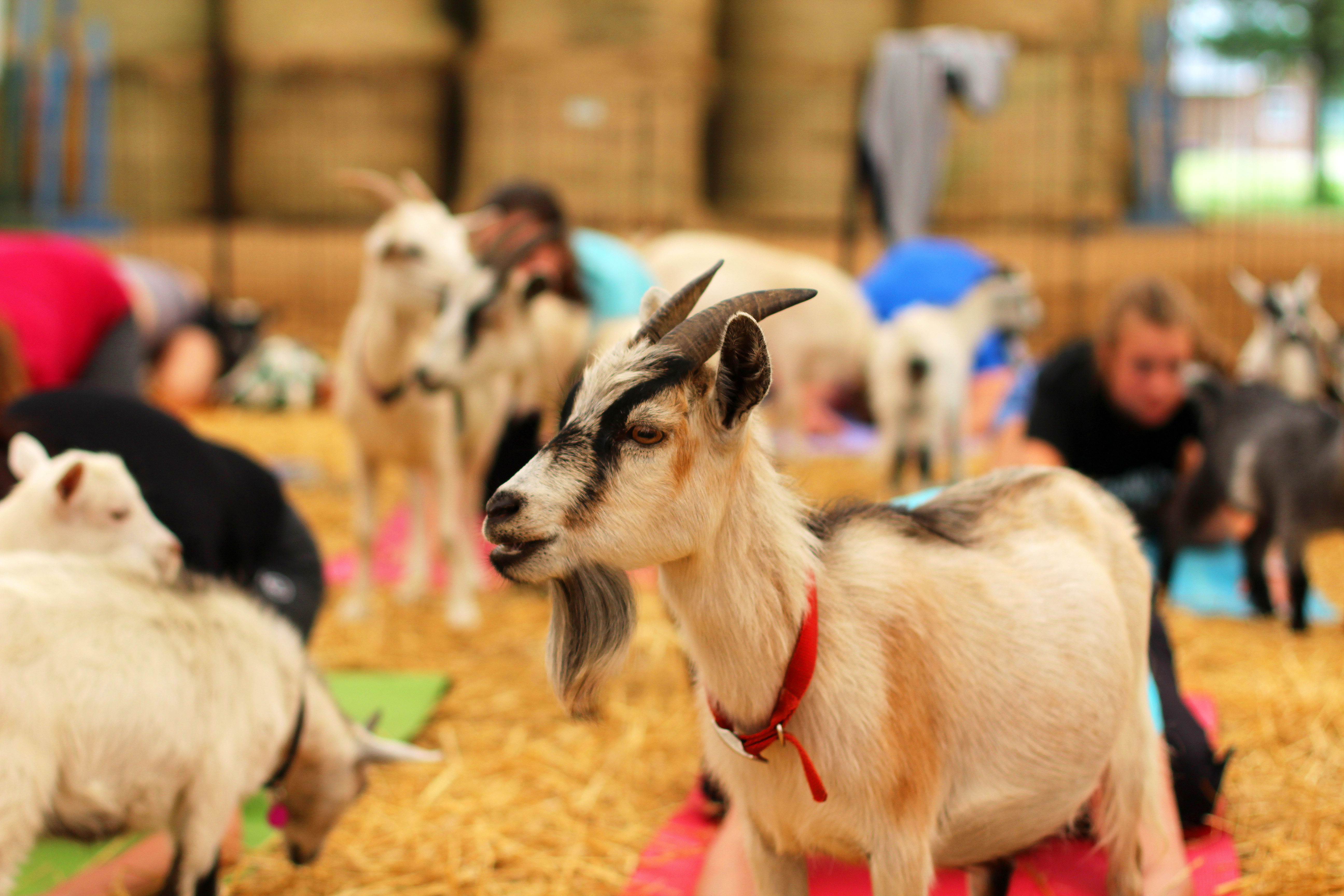 Indoor Yoga with Goats at Triple C Farm