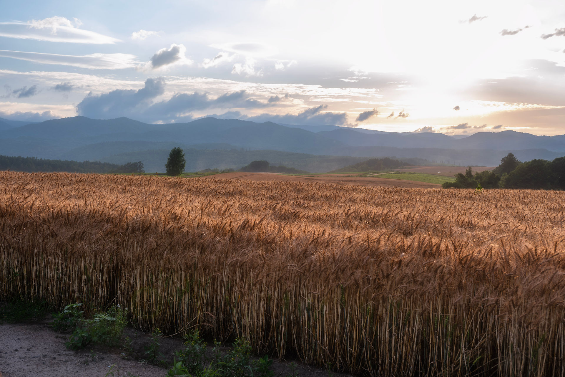 Patchwork Road (Biei)