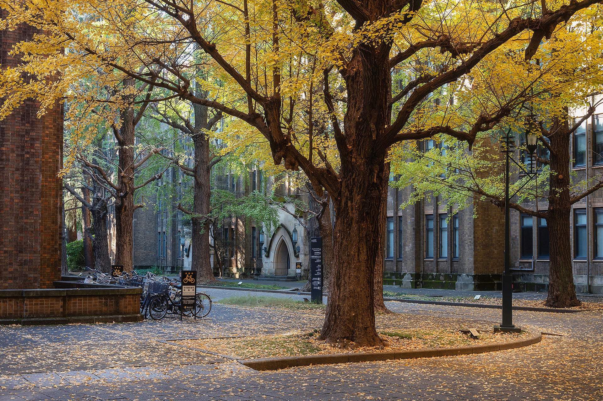 Ginkgo Trees of the University of Tokyo ต้นแปะก๊วยของมหาวิทยาลัยโตเกียว