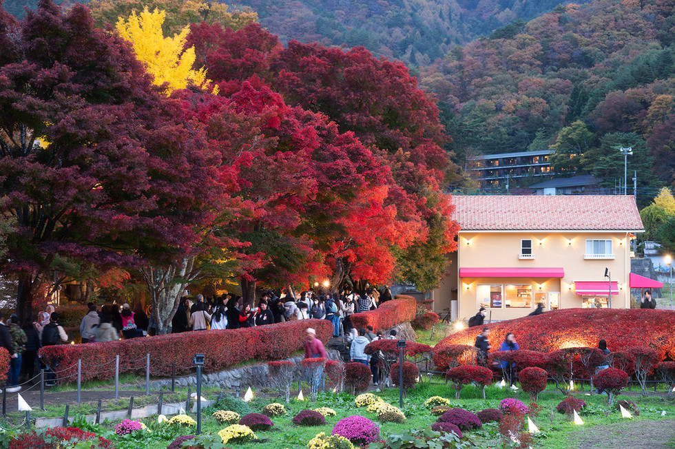 อุโมงค์เมเปิล ทะเลสาปคาวากูจิโกะ