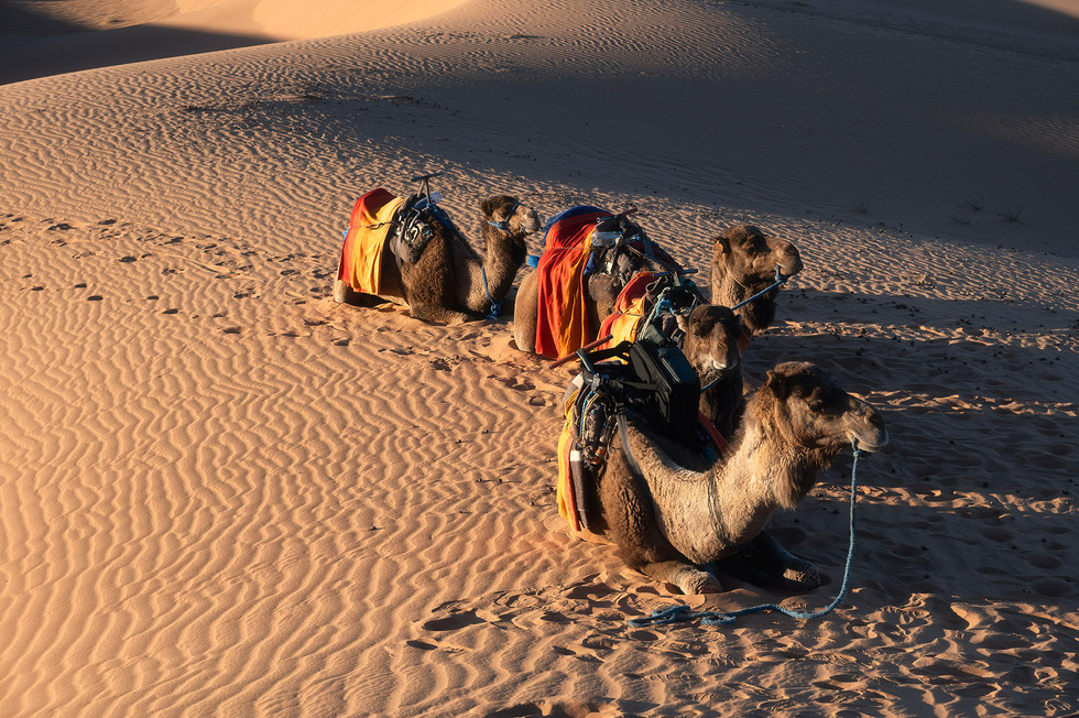 merzouga morocco เมอร์ซูก้า โมร็อกโก ขี่อูฐ