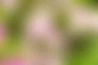 yuantong temple kunming วัดหยวนทง คุนหมิง