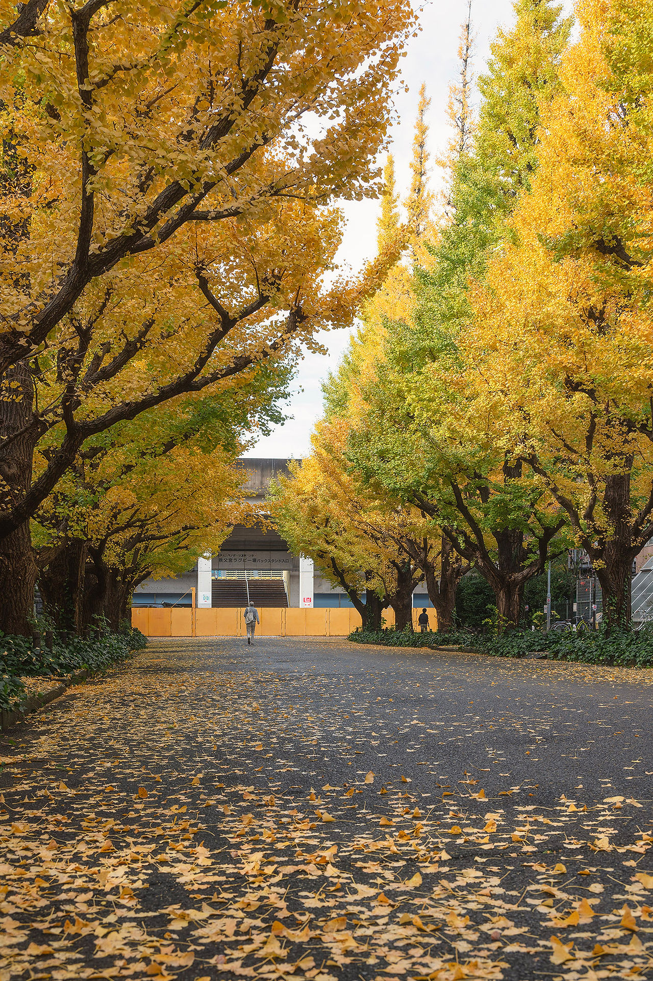 Meiji Jingu Gaien Gingko Avenue