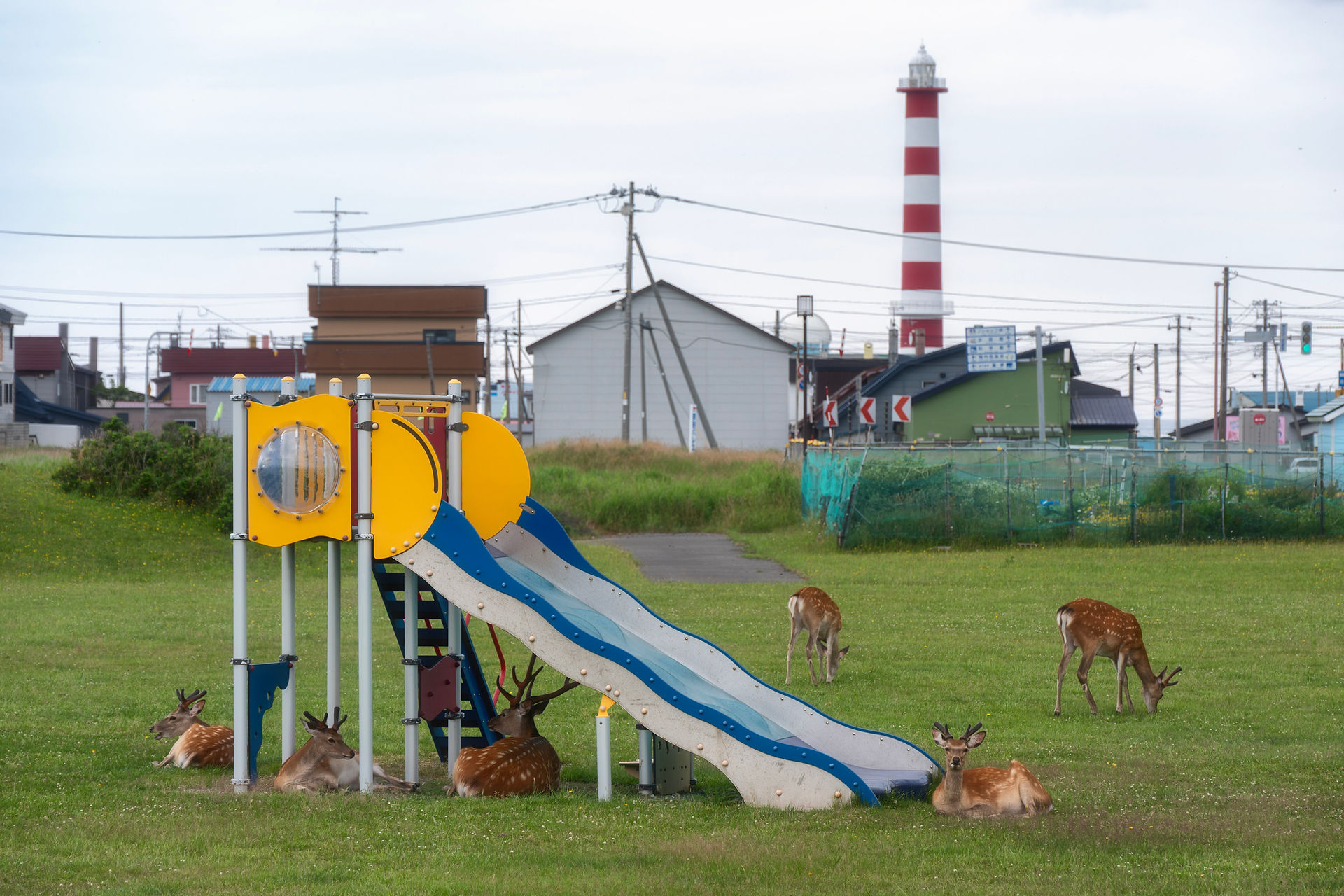 wakkanai ezo deer hokkaido