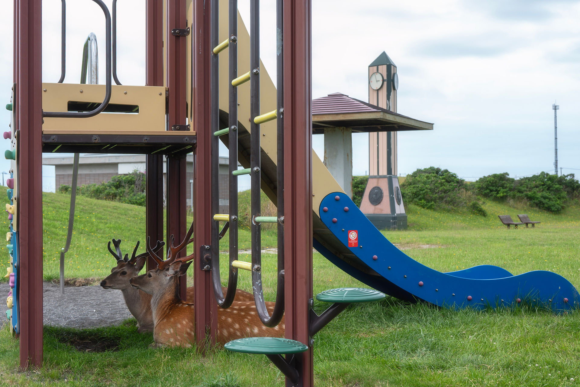 wakkanai ezo deer hokkaido