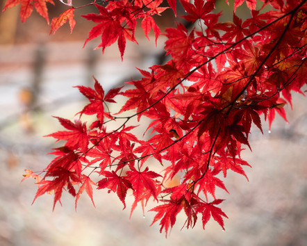 ฤดูใบไม้ร่วง เที่ยวญี่ปุ่น