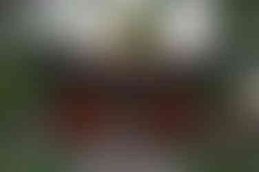 forbidden city beijing พระราชวังต้องห้าม ปักกิ่ง