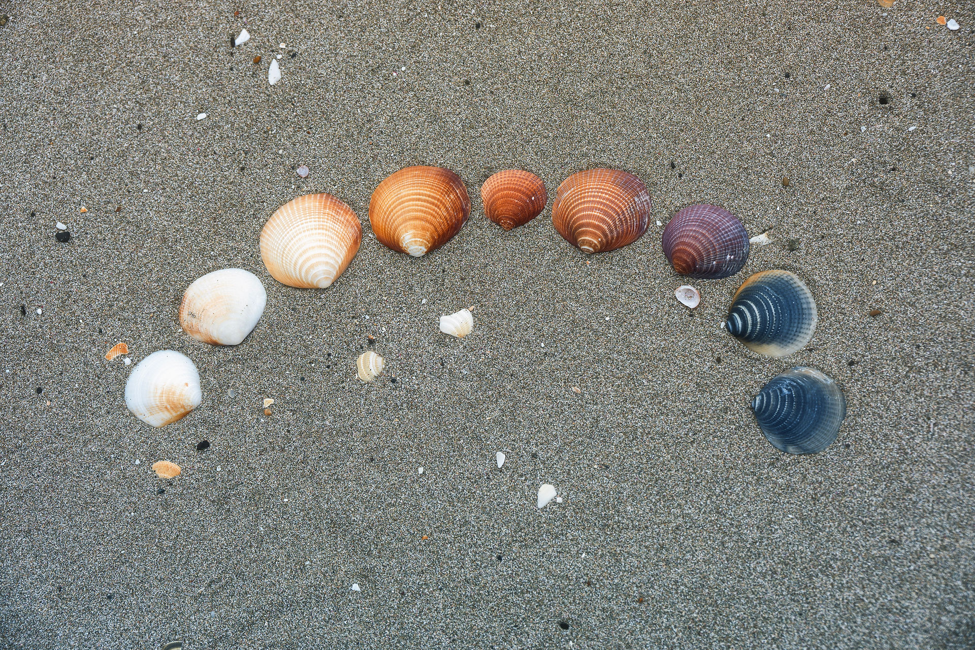 Seashells Beach Rebun Island Hokkaido Japan