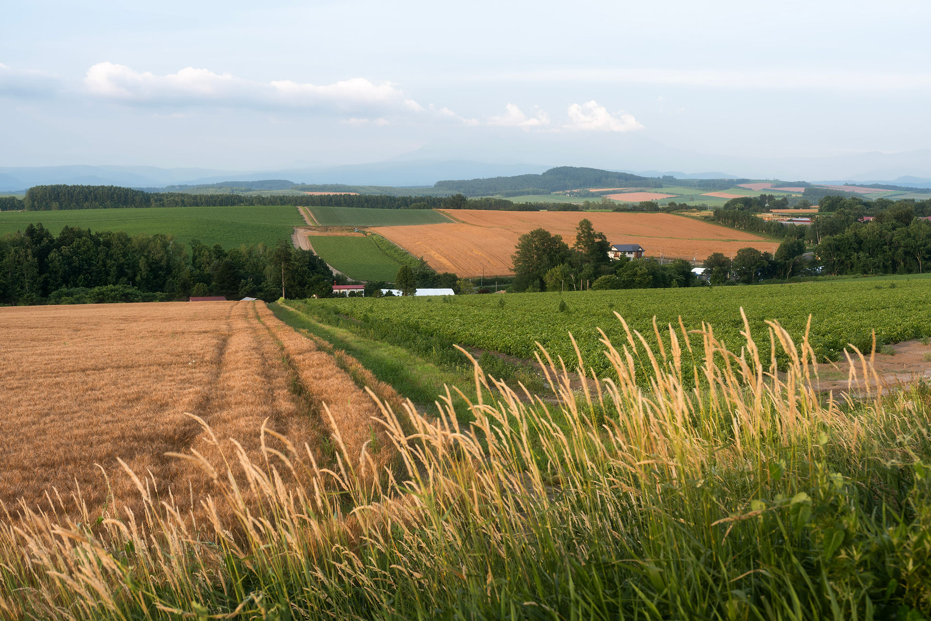 Patchwork Road (Biei)