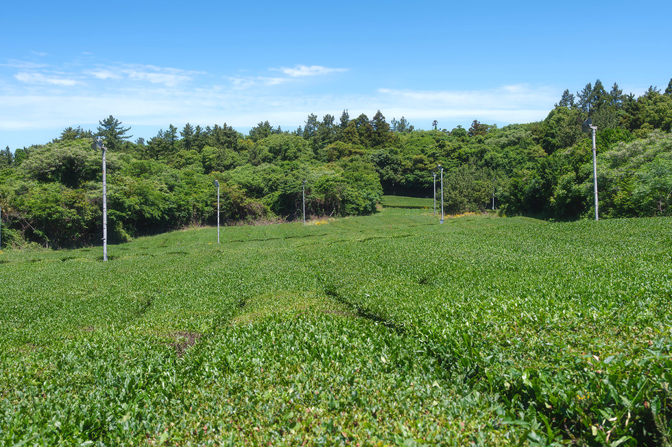 Osulloc Tea Museum jeju island south korea เจจู เกาหลีใต้