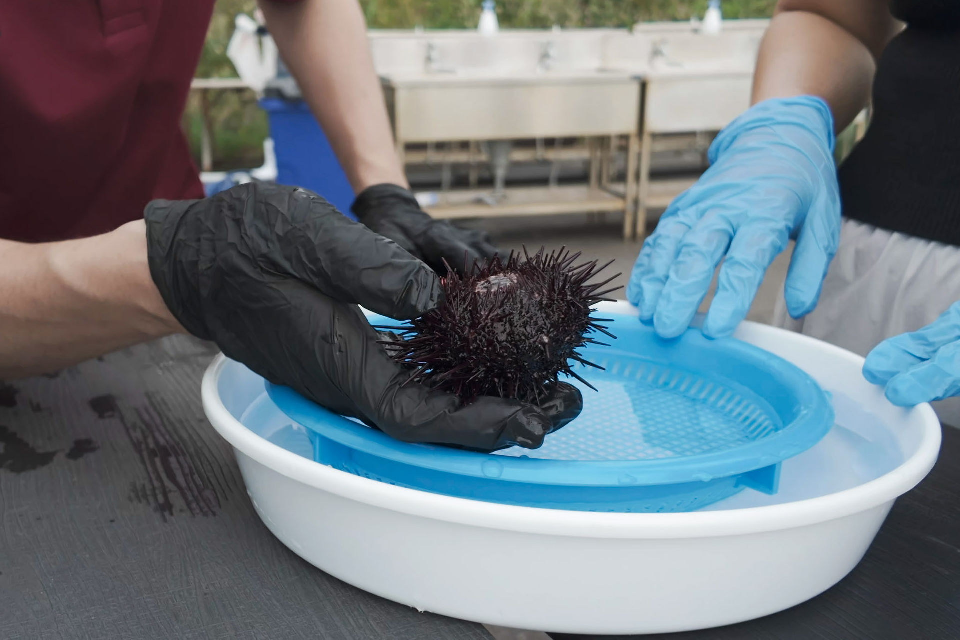 rishiri island sea urshin harvest workshop