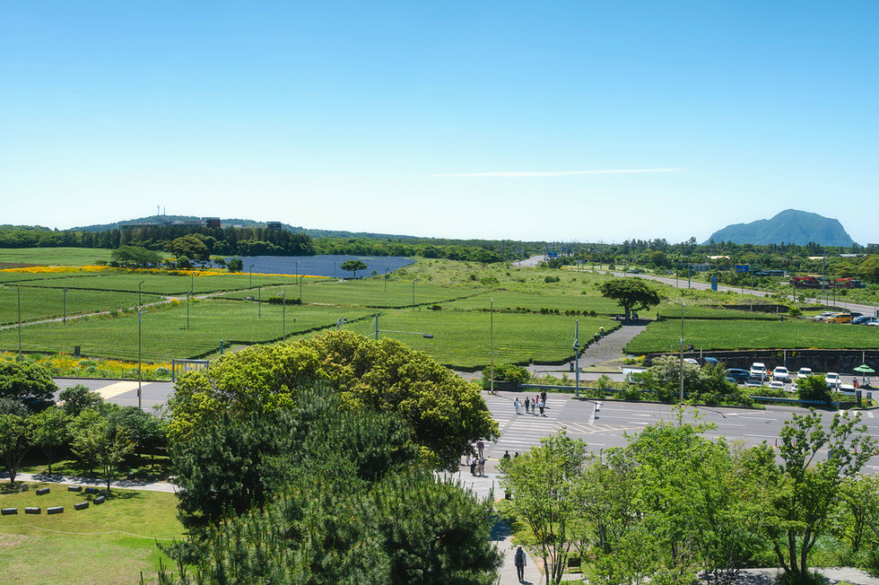 Osulloc Tea Museum jeju island south korea เจจู เกาหลีใต้