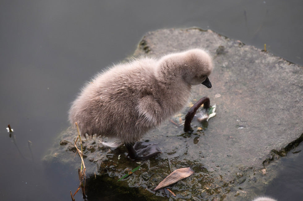baby swan chick ลูกหง