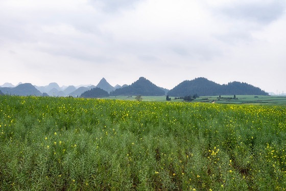 jinji peak luoping ลั่วผิง
