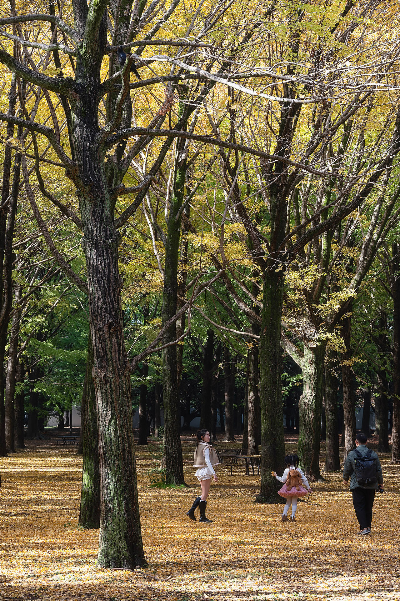 yoyogi park tokyo japan สวนโยโยกิ โตเกียว เที่ยวญี่ปุ่น