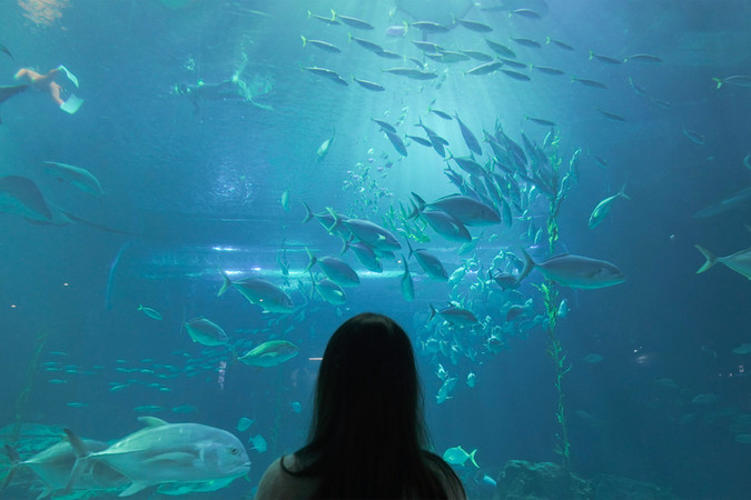 aqua planet jeju south korea เกาะเจจู เกาหลีใต้