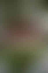 Beijing Temple of Confucius วัดขงจื่อ ปักกิ่ง