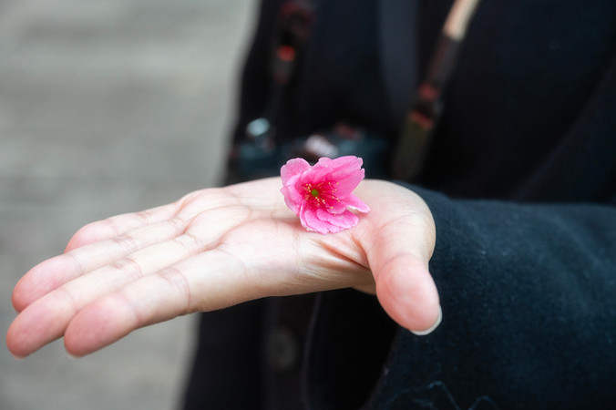 ซากุระ ถนนหยวนทง คุนหมิง