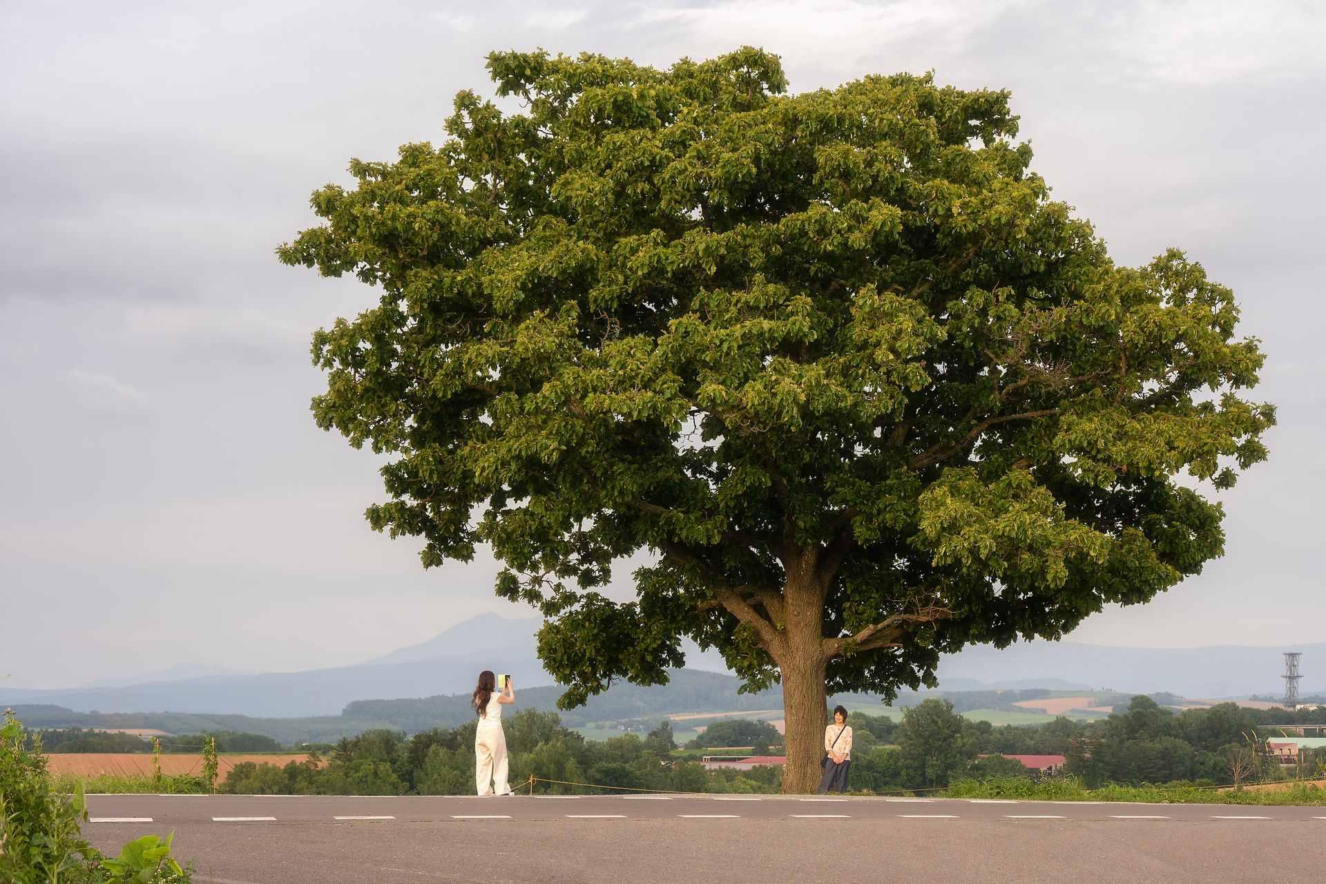 Seven Stars Tree