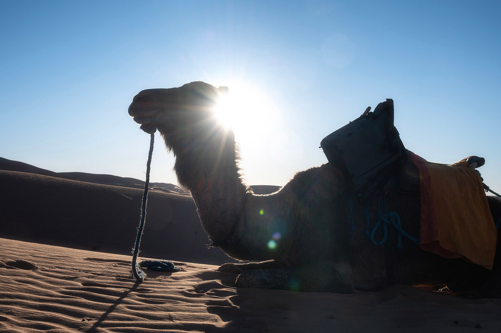 merzouga morocco เมอร์ซูก้า โมร็อกโก ขี่อูฐ