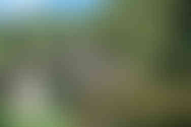 Yuge Shrine ศาลเจ้าและสะพานไม้ข้ามบึง